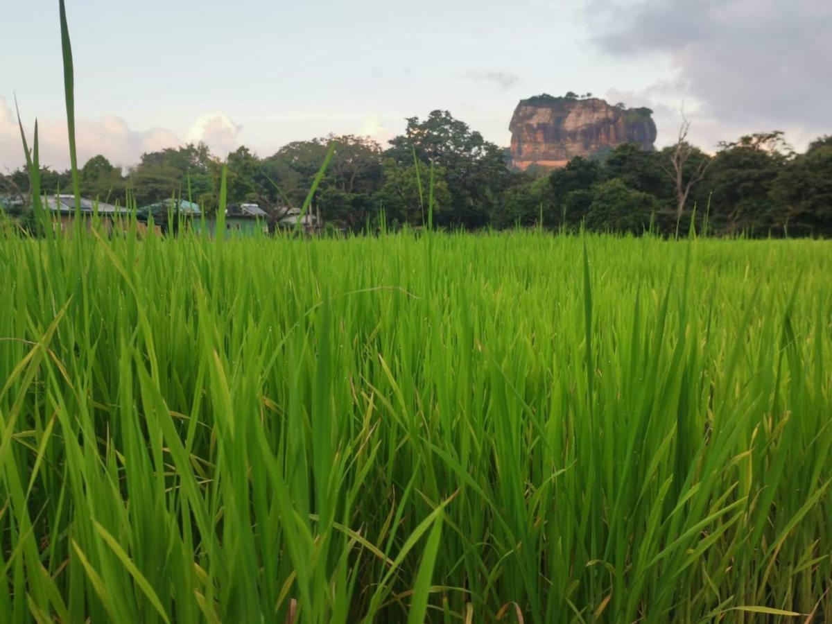 Sunshine Resort & Spa Sigiriya Exteriör bild